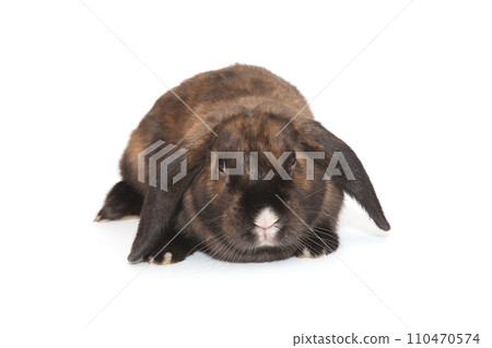 Rabbit with a white nose, ram  breed 110470574