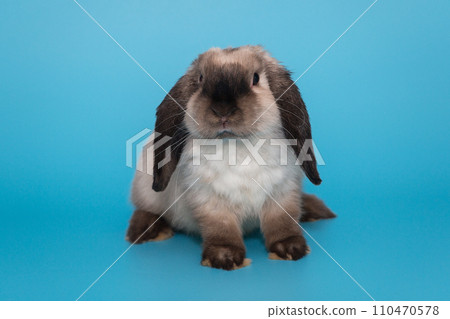 Fold-eared rabbit "Ram" 110470578