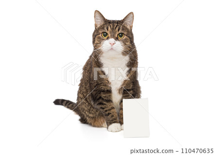 Grey, striped cat and empty package 110470635