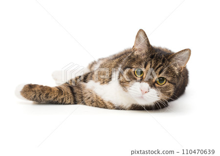 Grey, striped cat lies on its side and looks Grey, striped cat lies on its side and looks 110470639