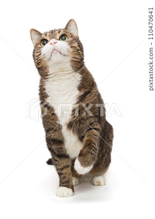 Grey, striped cat looks up and plays with its paw 110470641