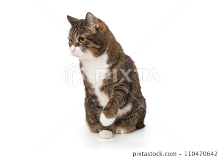 Grey, striped cat  plays with its paw 110470642