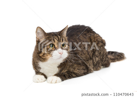 Grey, striped cat sits and looks away Grey, striped cat sits and looks away 110470643