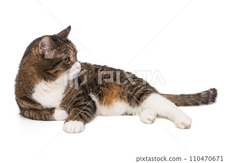 Beautiful grey cat lies on its side 110470671