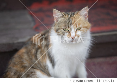 A wonderful mongrel cat sits on a rug and looks at the camera with yellow eyes.  110470913