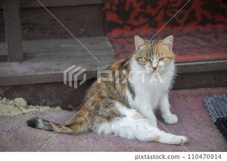A wonderful mongrel cat is lounging on the rug and looking at the camera with yellow eyes.  110470914