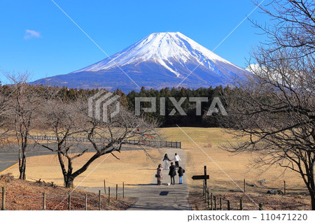 Asagiri Plateau at the foot of Mt. Fuji 110471220