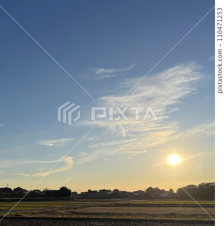 Rice field and sunset 110471253