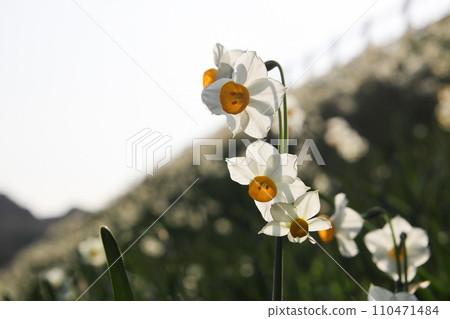 Daffodils on Daffodil Hill in Nagasaki 01 110471484