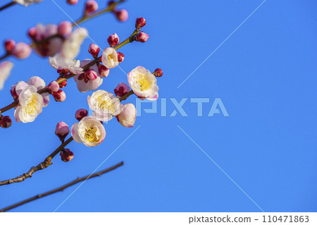 Plum blossoms at Osaka Castle Plum Grove have begun to bloom. Plum blossoms at Osaka Castle Plum Grove have begun to bloom. 110471863
