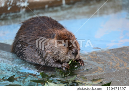 American beaver gnawing on a leaf American beaver gnawing on a leaf 110471897