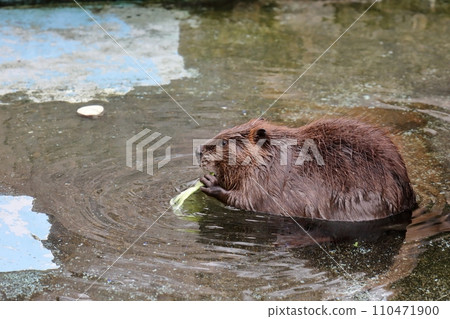 American beaver soaks in water and eats cabbage American beaver soaks in water and eats cabbage 110471900