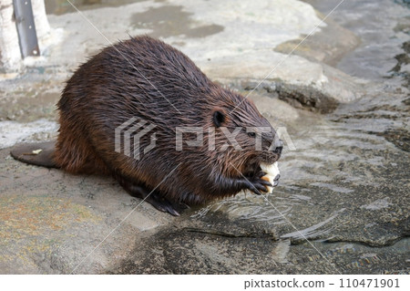 American beaver eating wet bread 110471901
