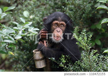 baby chimpanzee looking up baby chimpanzee looking up 110472155