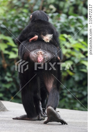 Chimpanzee family and child walking with their child on their backs Chimpanzee family and child walking with their child on their backs 110472217