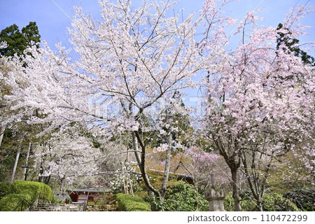 Stroll around Ohara Sanzen-in Temple in Kyoto 110472299