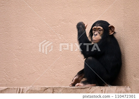 Baby chimpanzee sitting and looking at camera 110472301