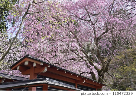 漫步京都大原三千院 110472329
