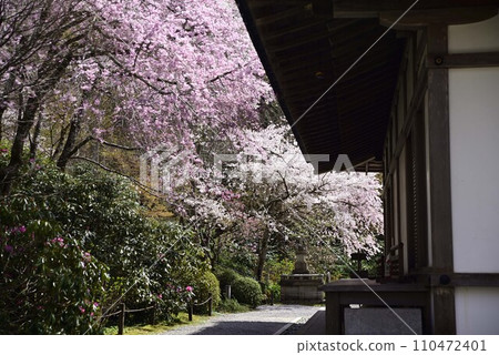 漫步京都大原三千院 漫步京都大原三千院 110472401