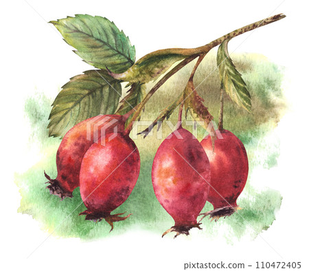 Branch of wild rosehips with red briar fruits, dog rose with green leaves on watercolor stains. Hand drawn illustration for your sticker, label print, logo, card. Clipart isolated on white background 110472405