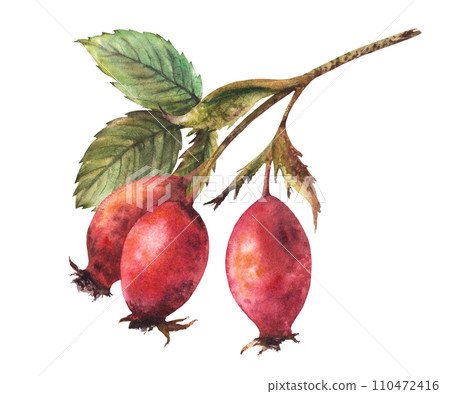 Branch of wild rosehips with red briar fruits, dog rose with green leaves. Hand drawn watercolor illustration for your sticker, label print, logo, card design Clipart isolated on white background Branch of wild rosehips with red briar fruits, dog rose with green leaves. Hand drawn watercolor illustration for your sticker, label print, logo, card design Clipart isolated on white background 110472416