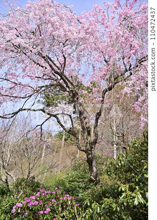 漫步京都大原三千院 110472437