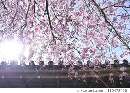 Stroll around Ohara Sanzen-in Temple in Kyoto 110472456