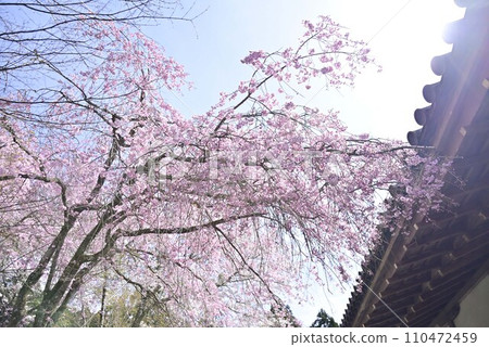 Stroll around Ohara Sanzen-in Temple in Kyoto Stroll around Ohara Sanzen-in Temple in Kyoto 110472459