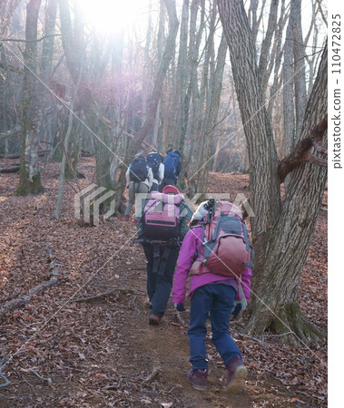 Wooded mountain trail Wooded mountain trail 110472825