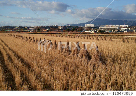Winter-dead rice fields Winter-dead rice fields 110473099