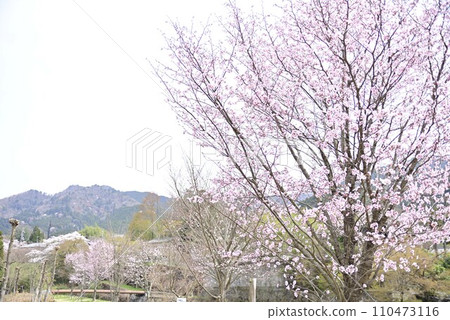 Stroll around Ohara, Kyoto 110473116