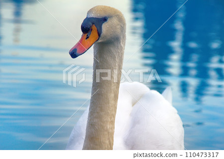 Mute Swan said most beautiful Regal bird Mute Swan said most beautiful Regal bird 110473317