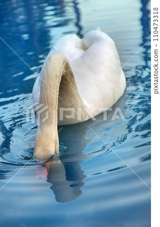 Mute Swan said most beautiful Regal bird Mute Swan said most beautiful Regal bird 110473318