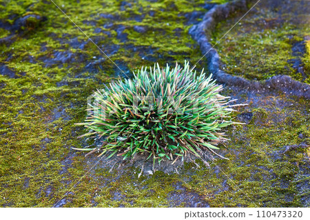 structure of clump (polster plant) of Phippsia algida 110473320