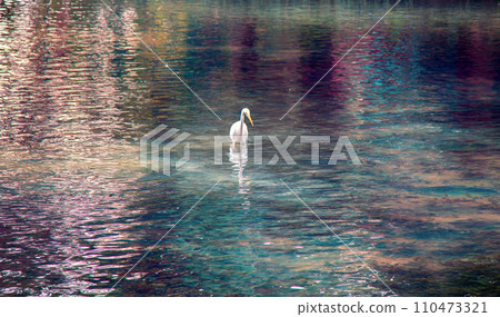 Great white egret hunting for small fish Great white egret hunting for small fish 110473321