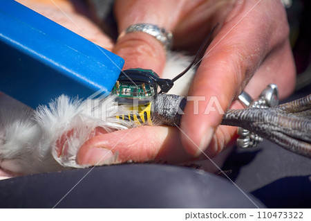Ornithologist ringed murre and attaches JPS-logger Ornithologist ringed murre and attaches JPS-logger 110473322