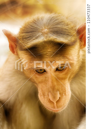 Entertaining portraits of Indian monkey Entertaining portraits of Indian monkey 110473337