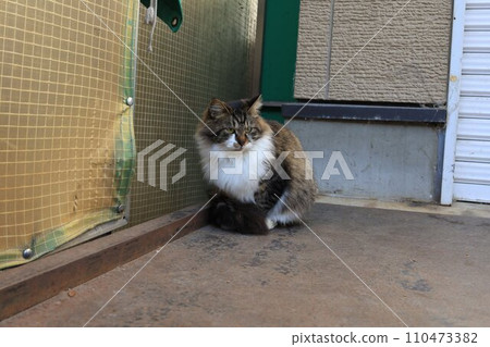 Stray cat behind the alley 110473382