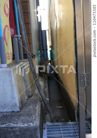 Stray cat behind the alley 110473385