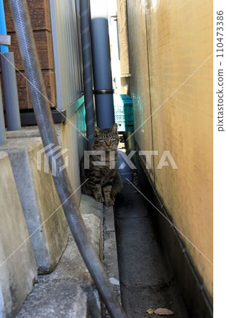 Stray cat behind the alley Stray cat behind the alley 110473386