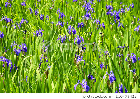 京都大田神社、大田之澤的杜畿(上賀茂神社、鴨別雷神社的分社) 京都大田神社、大田之澤的杜畿(上賀茂神社、鴨別雷神社的分社) 110473422