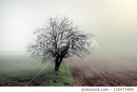 Lonely apricot tree blooms among fields, misty morning Lonely apricot tree blooms among fields, misty morning 110473466