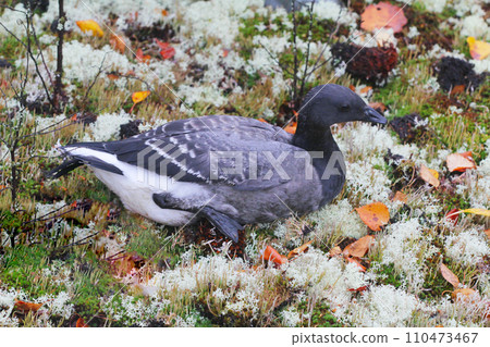 Unusual black goose is resting on reindeer moss Unusual black goose is resting on reindeer moss 110473467