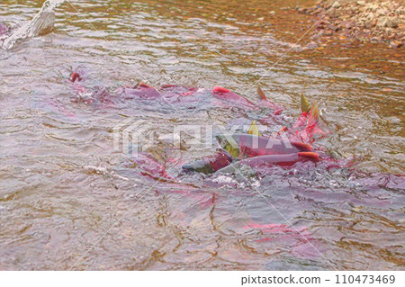 redfish on spawning places. salmon in transparent water redfish on spawning places. salmon in transparent water 110473469