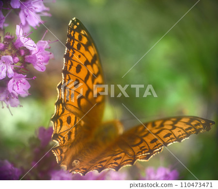 Pearl-Bordered family insects butterflies feeding on Pearl-Bordered family insects butterflies feeding on 110473471
