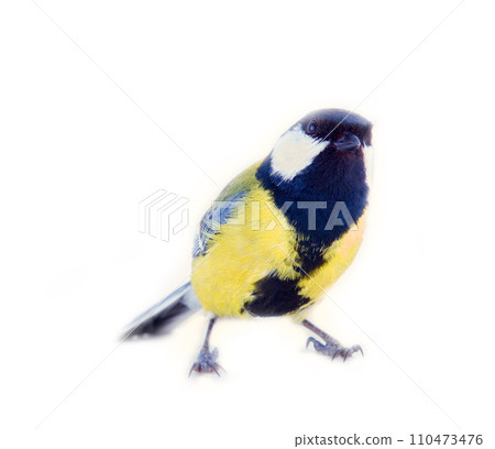 Great tit on white background Great tit on white background 110473476