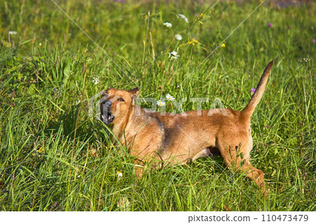 small mongrel dog on walk in meadow small mongrel dog on walk in meadow 110473479