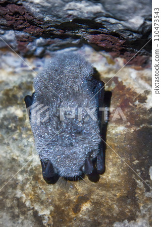 Sleeping bat in cave 110473543