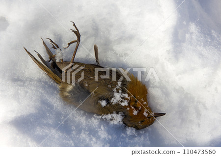 Robin is dead in winter in subtropics during snowfall Robin is dead in winter in subtropics during snowfall 110473560