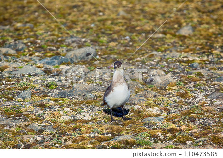 Arctic Skua is real predator and robber for Arctic bird Arctic Skua is real predator and robber for Arctic bird 110473585